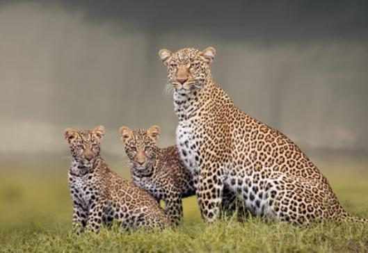 animal photography artists