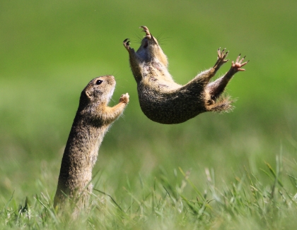 animal comedy photos 2021