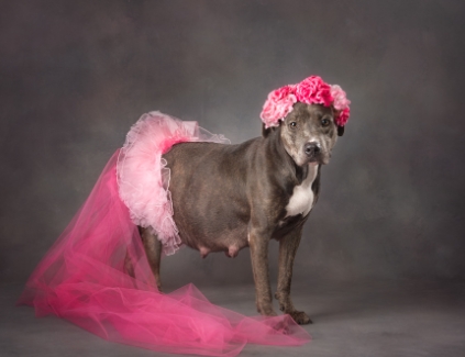 animal maternity photos