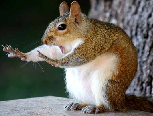 animal comedy photos
