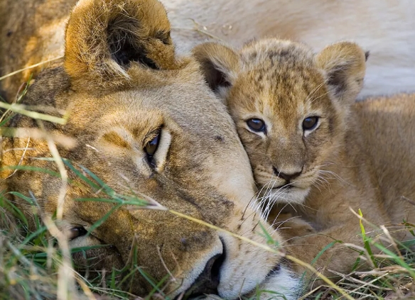 animal life photos