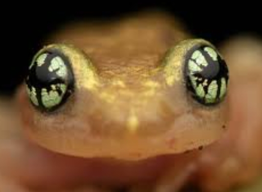 animal macro photography