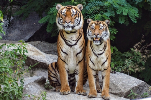 all wild animals photos