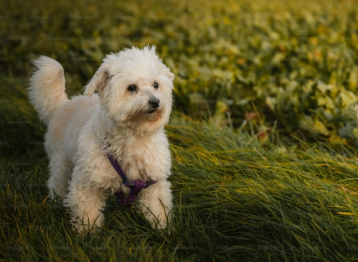 all dog photo