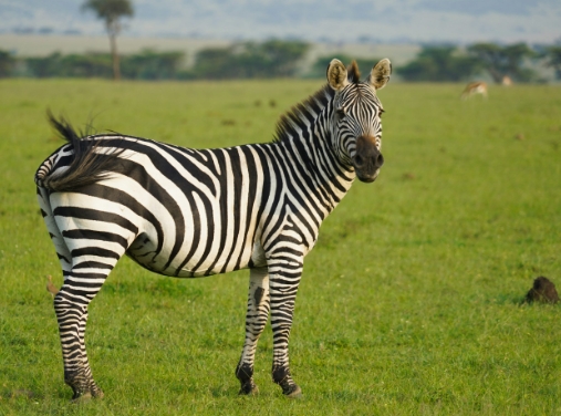 all animal photo