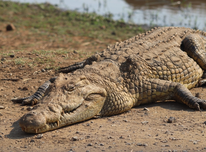 basking