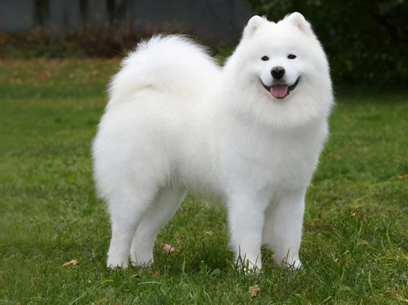 beautiful dog photos