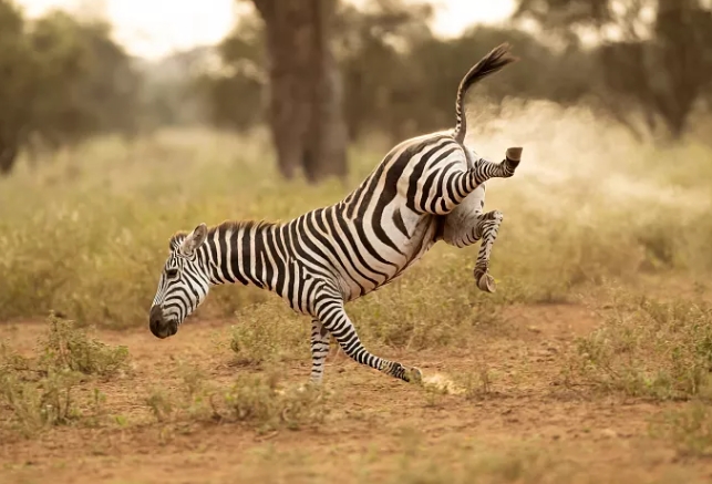 best animal photos 2022