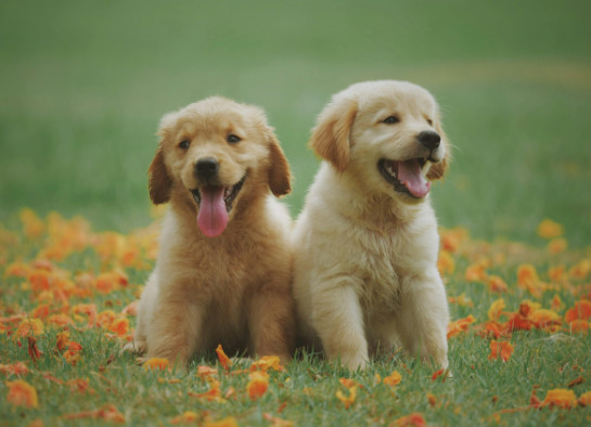 best pet photos