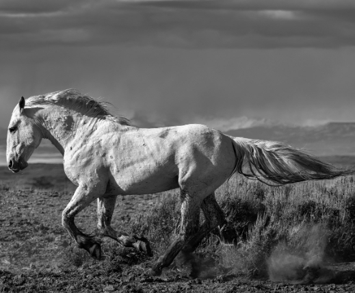 black and white animal photos