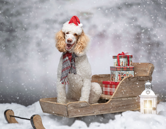 christmas dog portraits
