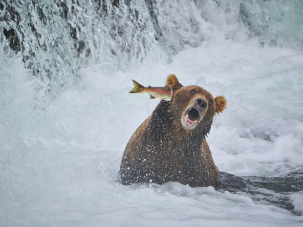 comedy wildlife photos 20221