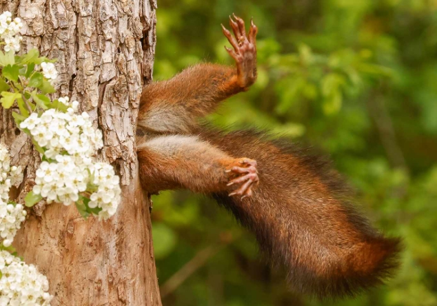 comedy wildlife