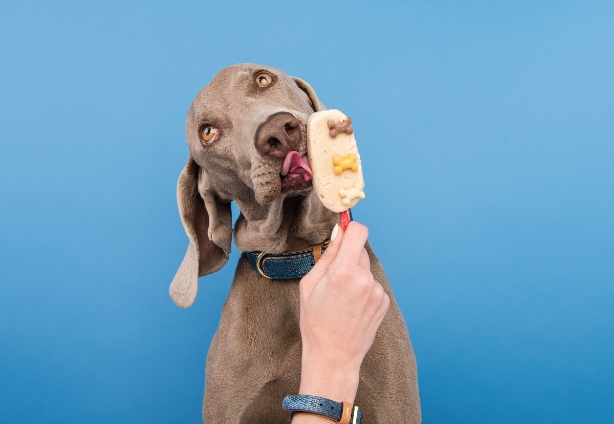 commercial pet photographer1