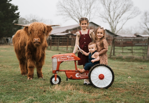 cow photography near me1