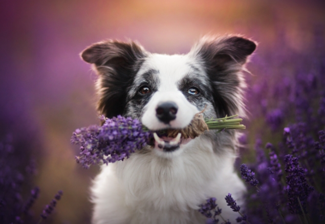 dog professional photography1