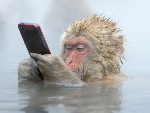 famous animal photographers