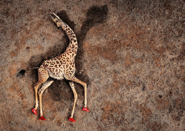 famous wildlife photographers