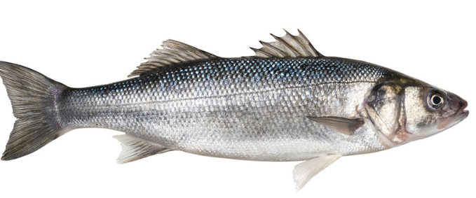 fish stock photos