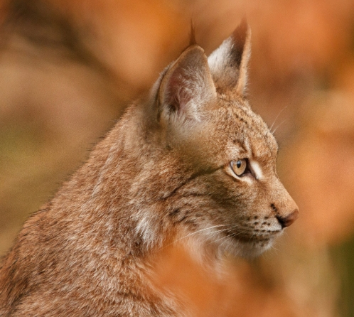 free wildlife reference photos