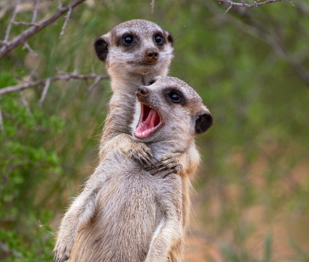 funny animal photos 2022