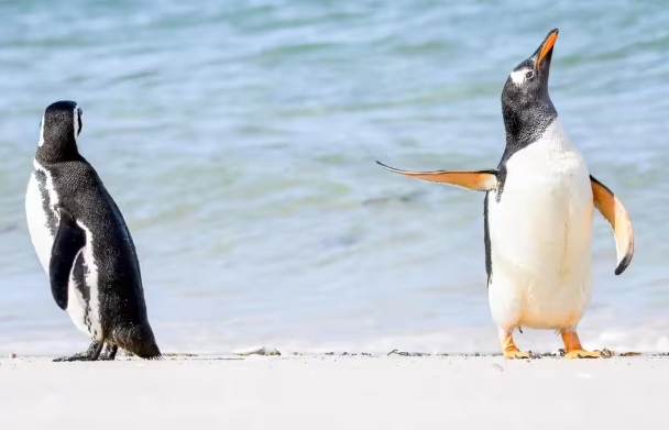 funny wildlife photos 2022