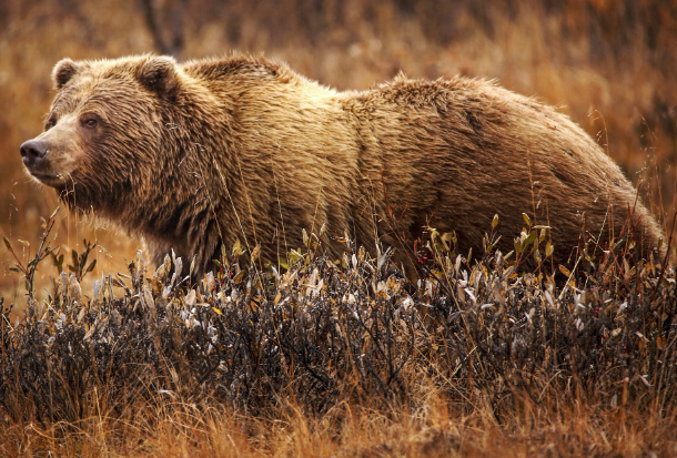 grizzly bear photo