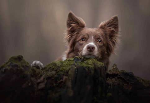 pet photo shoots near me2