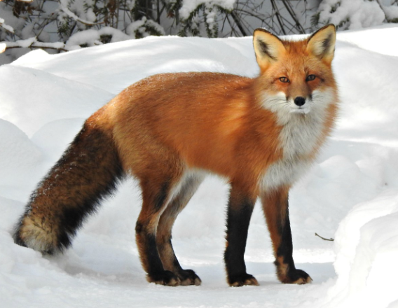 photo of a fox