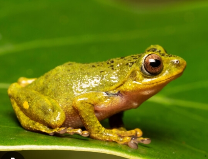 amphibian photo