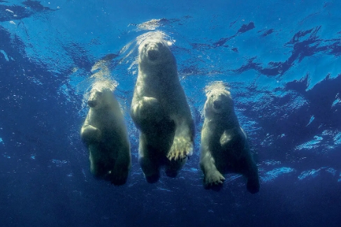 amos polar bear photographer