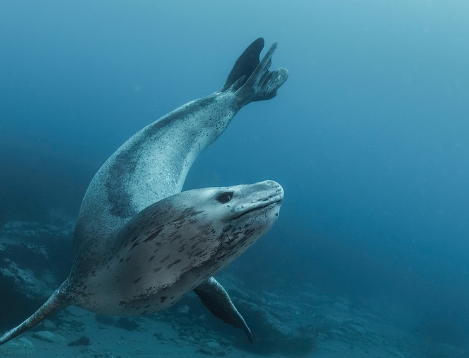 amos nachoum leopard seal
