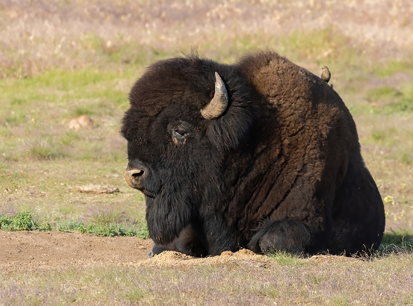 american bison photography