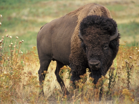 american bison photo