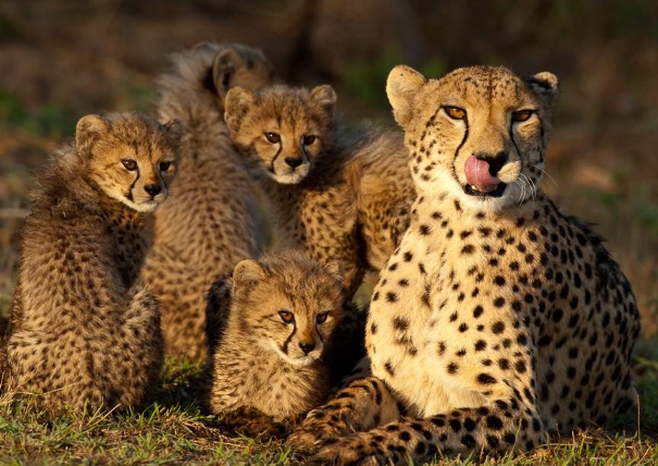 wildlife photography safari