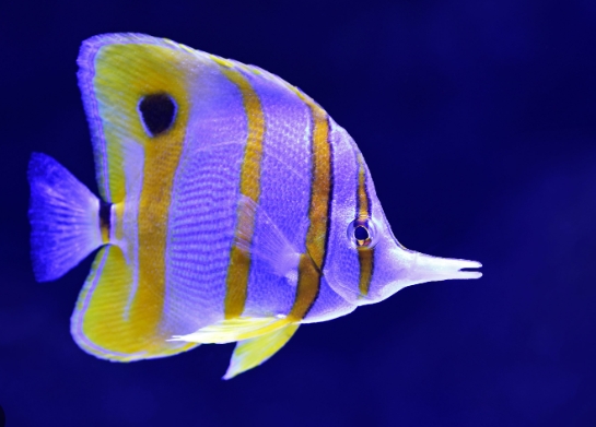 photos of fish