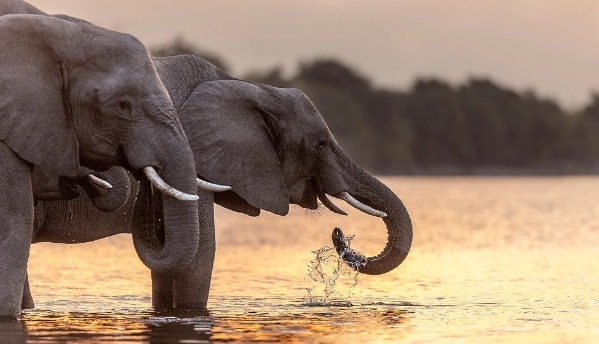 african elephant photography