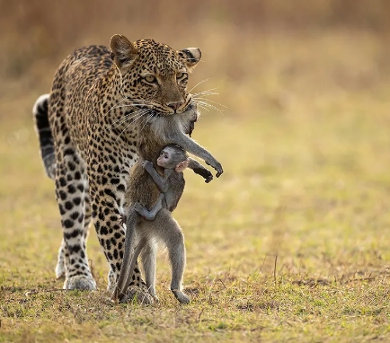 amazing wildlife photography