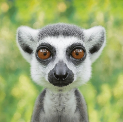an animal close up photography