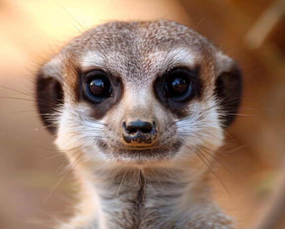 animal face photography