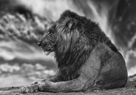 animal fine art photography