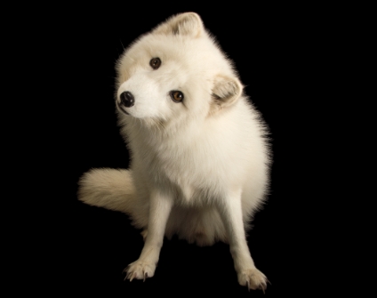 animal ark photography