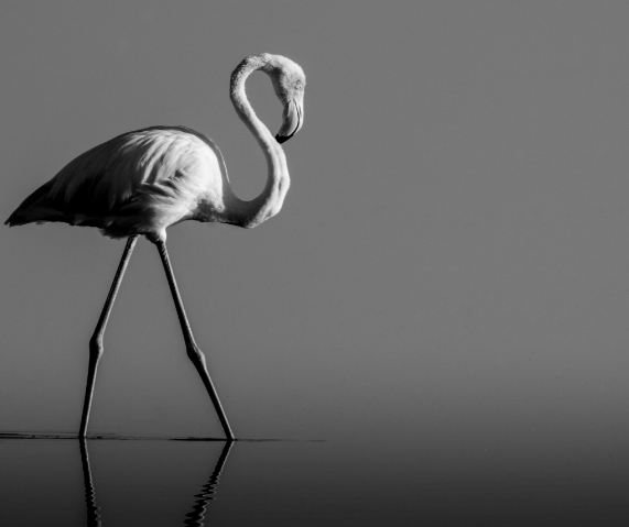 black and white wildlife photography