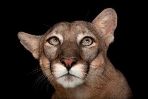 nat geo photo ark