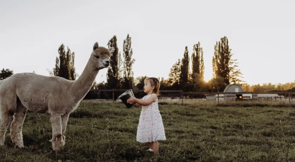alpaca photoshoot