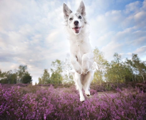 amazing dog photos