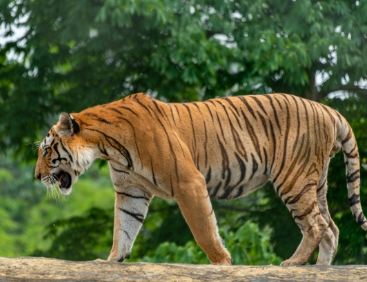 angry tiger photography