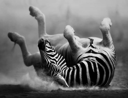 animal black and white photo