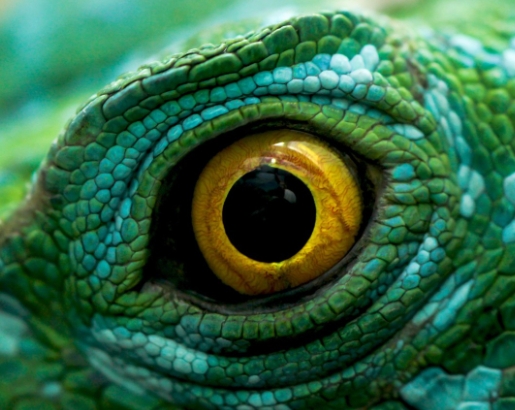 animal eye photography