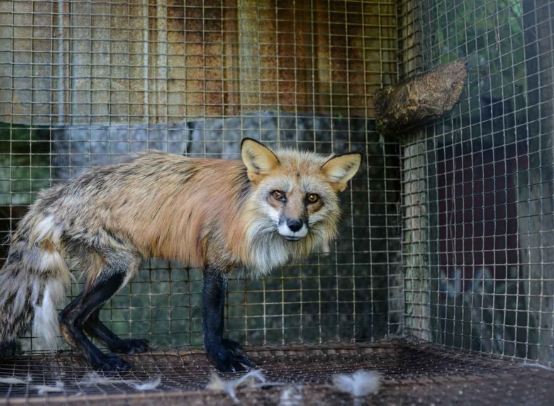 animal cruelty photographers